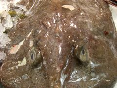 ★０８年夏　はるばる来たぜポルトガル～ポルト編