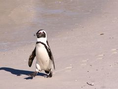 アフリカ南部の旅⑥ボルダーズビーチのペンギン模様