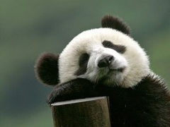 かわいいパンダの写真！！！