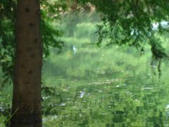 近所の公園のキノコと豪雨上がりの公園の池