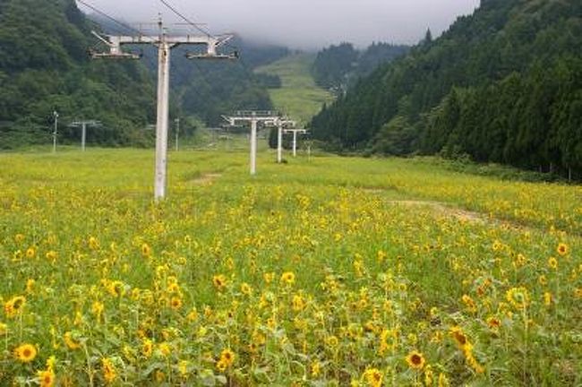 旧大山町の立山山麓スキー場らいちょうバレーゲレンデへ「ヒマワリ」を見に行ってきました。<br />＊ヒマワリは「立山山麓花のゲレンデ大作戦」で６月に市民の手で種をまいたものです。<br />＊ヒマワリは，50〜60ｃｍの丈の短い品種です。<br />＊９月末には菜の花の種がまかれ，来春菜の花畑になります。<br />＊今年の菜の花（６月）は下記に載せていますので参考に。<br />　[&#39;08-12] 立山山麓スキー場の「菜の花」http://4travel.jp/traveler/tabi-jin/album/10242022/<br />