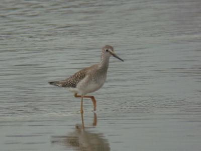 利根町に珍鳥コキアシシギが出ているとの情報を頂き、見に行ってきました。ヾ(^o^)<br />表紙の写真は、珍鳥コキアシシギです。