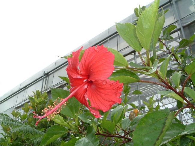 2004年に沖縄本島に行った時の旅行記です。<br />今回は、観光中心の旅です。<br /><br />1日目：JAL(おともdeマイル使用)にて沖縄へ。那覇市内を観光。(那覇市内・コバルト荘泊)<br />2日目：レンタカーを借りて南部を見学。その後恩納村へ移動。(恩納村･オーシャンビューイン希望ヶ丘泊)<br />3日目：植物園に行った後、美ら海水族館へ。帰りは今帰仁村経由で恩納村へ。(恩納村･オーシャンビューイン希望ヶ丘泊)<br />4日目：万座毛・琉球村へ寄り、首里城を見学。JAL機で帰宅。