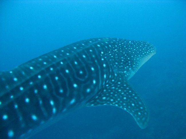 大物好きダイバーの聖地、ココ島に行ってきました。<br /><br />【Sea Hunter】<br />Sea Hunterという船で行きました。予約は2ヶ月ほど前にしました。Sea Hunterに空きを確認したところ、8月9月は既に予約が埋まっているけど、あるダイブクラブが貸し切っている期間にまだ空きがあるかもしれないと教えてもらい、直接ダイブクラブに連絡してみたところちょうどキャンセルがでたとのことで即予約。<br /><br />【船の設備】<br />ゲスト20人、クルー9人。客室は2人部屋と3人部屋があり、3人部屋は一人で参加している人たちで割り当てられました。各部屋にシャワーとトイレがついています。部屋は狭いですが、トランクなど大きなバッグは別にしまう場所があります。ココ島到着後はベッドメイク、タオル交換を毎日してくれて、洋服などの洗濯も途中でしてくれます。<br />共有スペースはダイニング、ラウンジ、パソコンルームがあります。パソコンはネット接続はありません。電話もココ島到着後は基本的にできませんが、1，2日衛星電話が通じる場所まで船を移動しました。<br />機材を置く場所にカメラをしまうスペースもあります。<br />水、お茶、コーヒー、ジュース、ビールは飲み放題です。クッキー、クラッカーなどのお菓子も食べ放題です。<br /><br />【メンバー】<br />ダイブクラブの貸し切りではありましたが、私の様にクラブに所属していない人は4人いました。年齢層は高めで、ベテラン揃い。ダイブマスターを持っている人は半数以上。私は20ダイブしかしたことがなかったので、当然ながら一番経験の浅いダイバーでした。たまたま海が穏やかだったのでトラブルもなくダイブすることができましたが、他の人の足を引っ張らずに、かつ、自分も100%楽しむためには、ある程度経験を積んでから行った方がよいのかもしれません。<br />一人で参加していたのは女性3人、男性6人。といっても、一人の人もクラブメンバー同士なので、全く知り合いなしで参加していたのは私ともう一人だけでした。日本人は私一人、コロンビア人一人、残りは全員アメリカ人。<br /><br />【ダイビング】<br />朝2本、昼1本。希望者がいればナイトダイブ。但し、私が行ったときはダイブマスター、ゲストも含めて風邪が流行りまくり、ナイトダイブは2回しか行われませんでした。私はそのうち1回のみ参加しました。<br />全てNitroxダイブ(32%)で、これもダイブクラブ主催のツアーだったからなのか、Nitroxは無料でした。Nitrox資格を持っていないのは私だけでしたが、希望したら資格を取らせてくれました。<br />20人のダイバーを2グループに分けて、それぞれ小型ボートに乗ってダイブポイントまで移動します。基本は25m〜35mまで潜り岩などにつかまりハンマーを待ち、20分ほどで少しずつ移動しながら浮上していくというスタイルです。ダイブマスターは各グループにつき1人。<br />safety stopは10ｍ地点と5m地点で2回します。<br />潮流は思っていたほど強くなかったけど、たまたまかもしれません。とはいえ、はぐれて笛を使ったり、safety sausageを使っている人が何人かいました。<br /><br />【遭遇したもの】<br />ジンベイ!!ハンマー、ガラパゴスシャーク、ホワイトチップシャーク、マンタ、エイ、カレイ、亀、イルカ、うつぼ、batfish、trumpetfish, ハコフグ、マグロ、たこ、その他いっぱい<br /><br />【ダイビング機材】<br />機材をレンタルしているのは私だけでした･･･マスク、シュノーケル、フィンはレンタルがないので持って行く必要があります。手袋も岩や珊瑚にしがみつくので必須です。ナイトダイブするならライトも（レンタルがないので）必須です。ウェットスーツは7mmを貸してくれるので8月にダイブする分には暖かさ的に十分でした。<br />この他に無線機のような現在地を知らせる機械とsafety sausageと笛は全員に無料で貸し出されます。<br />ダイブコンピュータは装着が義務づけられているので、壊れた時用に2つつけて潜っている人も何人かいました。<br /><br />【船での生活】<br />ダイビングの合間、終わった後はそれぞれラウンジで本を読んだり、パソコンをいじったり（持ってきている人が多かった）、昼寝したりしていました。5,6日目後くらいから夕食後に若め（といっても40代くらいまで）の人たちがデッキに集まって、酒を飲みながら音楽をかけてサルサを踊っていました。ゲスト・クルーが混ざって踊って楽しかったです。私もサルサ初体験ながら参加しました。<br />一人での参加には不安がありましたが、（女性だからか）周りが気遣ってくれて居心地の悪い思いをせずに過ごすことができました。<br />食事は4人テーブルでしますし、ブリーフィングももちろん英語なので、英語力はある程度ないと辛いと思います。<br /><br />【ナイトダイブ】<br />ホワイトチップシャークの群れが狩りをするところを見に行きました。私にとっては初めてのナイトダイブで、安全のためカメラは持って行かなかったので写真はありませんが、ものすごく興奮しました。ホワイトチップ達はダイバーの照らすライトで狩りをすることを覚えたらしく、ダイバーが魚を見つけてみんなで照らすと、それに向かってホワイトチップが一斉に向かっていくのです。魚の方も逃げるのがうまくて、猛スピードで逃げるものもいれば、ゆらりとかわしながら岩や珊瑚に隠れるものもいます。2mほどあるガラパゴスシャークも1匹近寄ってきて、ダイバーが一人追いかけようとしましたが、夜のガラパゴス・シャークを刺激するのは危険とのことでダイブマスターに止められていました。<br /><br />【船酔い】<br />波が穏やかで順調だったらしいですが、それでもプンタレナスの港からココ島まで行き32時間、帰り30時間かかりました。帰りは大丈夫でしたが、行きは波に向かっていくので揺れが大きく船酔いし、戻しましたし、夕食も食べれませんでした。私は船酔いを少しする方ではありますが、船酔いが激しい人は辛いかもしれません。ココ島に到着後はエンジンを止めるので全然平気でした。<br />酔い止めの薬は持って行きましたが、船に常備してある薬の方が効き目が強かったです。<br /><br />【San Jose】<br />船は18日〜28日だったのですが、前後に1泊ずつSan Joseに泊まりました。町としては見るべきものは特にないのですが、オプショナルツアーやレンタカーで国立公園に行っている人がいました。<br /><br />【費用】<br />Sea Hunter 4340ドル、飛行機（NYからSan Jose)400ドル、San Joseホテル代（2泊）180ドル、空港からホテルへのタクシー　片道25ドル×2、チップ150ドル、レンタル機材　150ドル、Nitrox講習170ドル、San Joseでの食事代など40ドルくらい。<br />その他Sea Hunterのルールかダイブクラブのルールかは分かりませんが、保険加入が義務づけられていたのでDANというダイバー保険に加入しました（年会費60ドルくらい）。