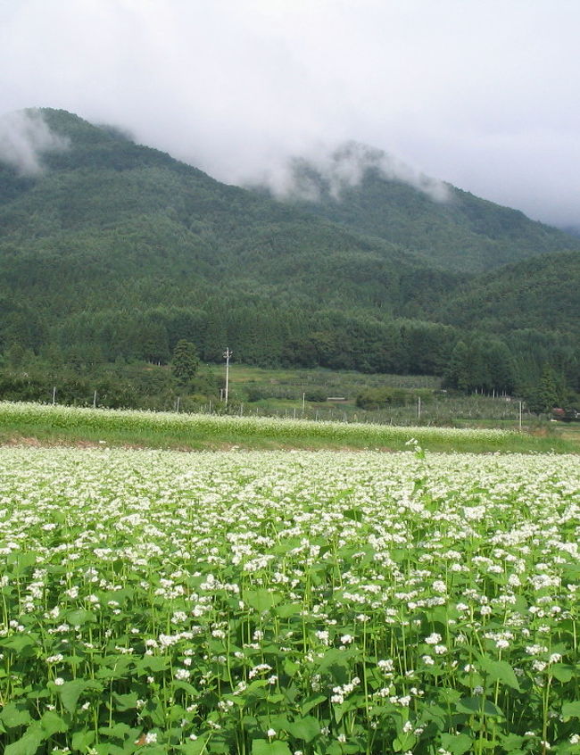 ２００８蕎麦の花咲く頃 大糸線 安曇野 はくば 穂高 安曇野 長野県 の旅行記 ブログ By めーてる隊長さん フォートラベル