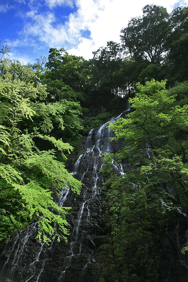 福井県県道３４号線、池田町の集落から２ｋｍ上流に行くと<br />福井県では唯一日本の滝百選に選ばれた龍双ヶ滝が姿を現します。<br /><br />道路から部子川（へこがわ）を挟んだ対岸の岩肌に幾筋にも分かれながら<br />流れ落ちる水の姿に言葉を失います。<br /><br />岩肌には草苔が美しい。<br />また滝の正面に桂の巨木が威風堂々の存在感で滝を見守っている。<br /><br /><br /><br />----------<br />道路脇から見えるアクセスの良い滝。<br />ただ、向う道が狭く注意が必要。付近に駐車場あり。滝の目前は駐車禁止。<br /><br />滝見台があるのですが、私が行った時は道が膝上程度の草で荒れており、<br />前日の雨で濡れるのが嫌だったので、行かずに終えてしまいました。<br />あまり登る人がいないのかも知れません。<br />時期によっては水量が減ってしまうとのことで、ご注意を。<br /><br />写真を撮る際、桂の木が邪魔だなんてことをいう人がいますが、<br />そんなことを仰らないでください。<br />この滝は桂の木によって美しさが引き立てられていると思います。<br /><br /><br />私は直瀑よりもこういった分岐瀑が好きです。<br /><br />落差６０ｍ。