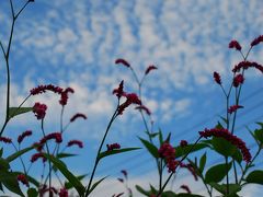 近所の夏の終わり、夏の思い出