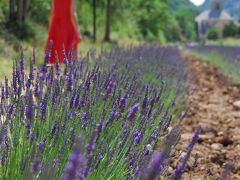 南仏プロヴァンス夏の旅（１）～セナンク修道院（ラベンダー満開のはずが……の巻）