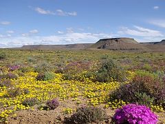 南アフリカ・ナマクワランド　花のある景色