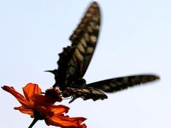 小さな旅●初秋の愛知牧場-２　野花や花壇の花