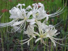 高麗の里山を歩く～曼珠沙華とコスモスを見る