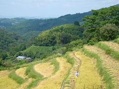 棚田百選の地の稲刈り