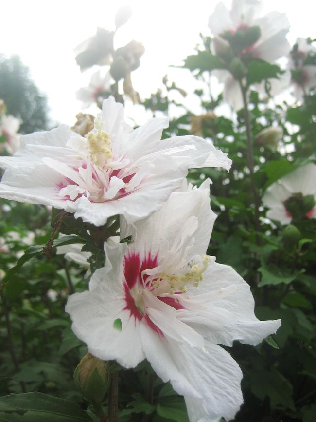 連休中日の神代植物園再訪。<br />ダリアは別として、ここに集めた花の写真は、たとえ咲いていても撮らないでスルーするだろうと思っいました。<br />ムクゲは家の近所にもいっぱい咲いていますし、そろそろ終わりではないかしら。<br />そしてバラは、年間かけてピーク時以外でも細々と花を見せているとはいえ、秋バラの季節にはまだまだ早すぎます。<br />生け花展も、あるのは知っていましたが、別に写真を撮らなくてもいいと思っていました。<br /><br />でも、蒸し暑さに閉口して最初に入った植物会館の生け花展で、ひまわりを使った作品に目をつけたときから。<br />彫刻を撮るのに似た楽しさ───どのアングルでも絵になるように配置されていものから、敢えて１つのアングルを選んだり、ファンダーからはみ出させたり@───に夢中になりました。<br />ムクゲ園は、もうピークを過ぎたという印象は予測どおりでした。<br />ところが、花びらの中心に小さな花びらのような、花びらに変形しかけたようなおしべのある品種を見つけて興味を覚え、気付いたら何枚も撮っていました。<br />バラは、写真に耐えうるきれいな花を見つけるのが、宝探しのように楽しくなりました。<br />遠くから目をつけても、近寄ってみたら花びらが虫食いや色変わりで話にならない、なんていうのも少なからずありましたが。<br />ただ、まだ花期真っ最中だと思っていたダリアが、去年の秋バラの時期に比べるとずっと花が少なくてがっかりしました。<br /><br />期待していないものは期待以上で、期待していたものが期待はずれ。よくある逆転劇です。<br /><br />４つに分けた、今回の神代植物公園再訪＆深大寺めぐりの旅行記<br />□（1）しみじみとゆかしい秋の花<br />■（2）秋らしさを超越した華やかな花たち<br />□（3）大温室の花、リベンジなる<br />□（4）深大寺と参道のゆかいな茶屋<br /><br />去年（2007年）の秋バラ・フェスタのときのダリアとバラの写真のある旅行記<br />「秋バラ・フェスタ終了間際の神代植物園（1）まずは菊とダリアの競演から」<br />http://4travel.jp/traveler/traveler-mami/album/10193708/<br />「秋バラ・フェスタ終了間際の神代植物園（3）本懐のバラ園（完）」<br />http://4travel.jp/traveler/traveler-mami/album/10193851/