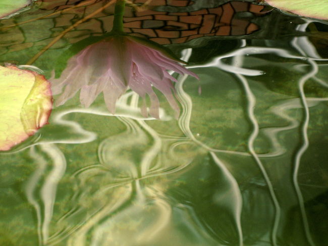 神代植物公園再訪と深大寺めぐりで５時間半。<br />撮った写真は200枚以上。<br />１分間に２枚の計算で撮ったこともあるのに比べれば、少ない方でしょうか。<br />視線をずらせばハイライトの花だらけという時期ではなく、探してみれば、おや、あった！───というベースだったので、当然かもしれません。<br /><br />大温室の前にたどり着いたときは、神代植物公園に入ってからすでに３時間以上。<br />すっかり疲れてしまって、当初の目的のベゴニアは、もういいや、という気分に半ばなりかけていました。<br /><br />しかし、初心忘るるなかれ！<br />現場でころころ計画を変えるのはAB型の気まぐれか。<br />ベゴニアのリベンジくらいはしなくては……と大温室に近付いてみて、夢中になったのは温室前の池のスイレン撮影でした@<br />去年の秋バラのとき違って、スイレンは屋外のだけでした。<br />しかし、ちょうどこのときに、それまで曇っていたのが、再び少しだけ晴れたので、撮影意欲もますますそそられました。<br /><br />４つに分けた、今回の神代植物公園再訪＆深大寺めぐりの旅行記<br />□（1）しみじみとゆかしい秋の花<br />□（2）秋らしさを超越した華やかな花たち<br />■（3）大温室の花、リベンジなる<br />□（4）深大寺と参道のゆかいな茶屋<br /><br />去年（2007年）の秋バラ・フェスタのときの大温室の写真<br />「秋バラ・フェスタ終了間際の神代植物園（2）もっと時間が欲しかった大温室」<br />http://4travel.jp/traveler/traveler-mami/album/10193712/