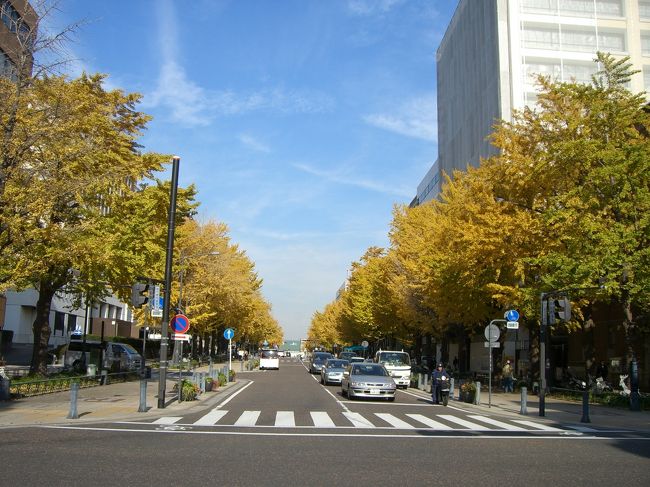 神奈川県庁のある日本大通り<br /><br />初冬に入り、<br />銀杏並木は<br />見事な黄金色に染まりました。<br />