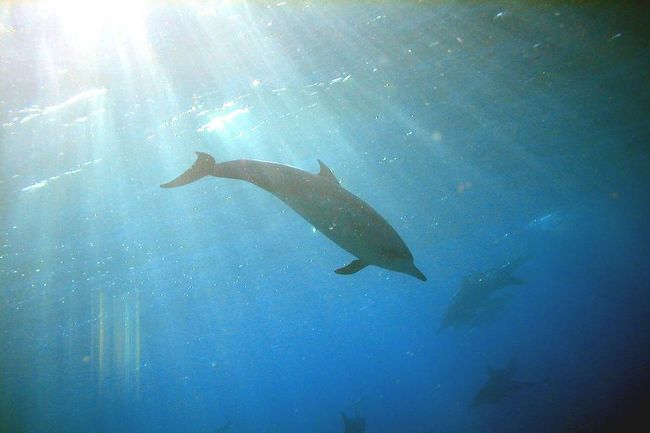 まだまだ夏真っ盛りのハワイですね！冬時期でも海に入れるほどの南国です。本日はバンドウイルカの群れがコオリナマリーナから南西に約１０分の距離に居ると無線が入り、出向してすぐにバンドウイルカに会いに行きました。移動スピードが速くいい写真が撮れませんでしたが、約５頭のバンドウがジャンプしながら泳いで行きました。時にハワイアンスピナードルフィンでは見れないほどの大ジャンプを見せてくれました！本日は２種類のイルカを見れ熱帯魚、海がめもしっかりと遊べ大満足のツアーでした。 <br />