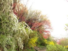 2008年　福島花見山と滝桜