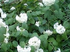 2007年　京都１泊２日旅行　～高山寺～神護寺～嵐山～三室戸寺～東福寺～