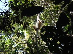 マダガスカルのキツネザル（ペリネ）