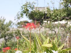 彼岸花咲く六万寺に遊ぶ