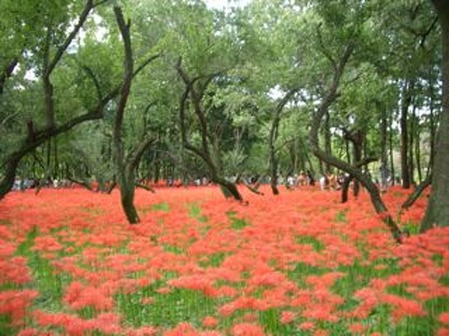 埼玉県日高市の巾着田に曼珠沙華の花を見に行ってきました。<br /><br />巾着田が、絨毯のように真っ赤な花でびっしり埋め尽くされています。<br />お彼岸の日に、幻想的な風景を堪能しました♪