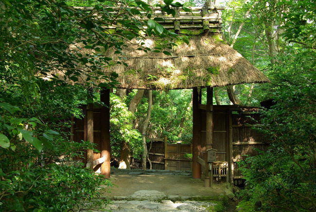 秋の気配を感じたくて初秋の嵯峨野を訪れるました。<br />オンシーズンではありませんが、人込みは避けたいので<br />メインストリートは避け、大覚寺から祇王寺、滝口寺と巡り<br />帰りに松尾大社にちょこっと寄って漫ろ歩きを楽しみました。<br /><br />祇王寺<br />『平家物語』に登場する祇王が尼となり、母と妹とともに移り住んだと伝わる寺院。<br />安永の祇王寺は明治初年になって、廃寺となり残った墓と木像は、旧地頭大覚寺によって保管された。<br />大覚寺門跡楠玉諦師は、これを惜しみ、再建を計画していた時に、明治二十八年、元の京都府知事北垣国道氏が、祗王の話を聞き、嵯峨にある別荘の一棟を寄付され、此が現在の祇王寺の建物となったそうです。<br />これ等の関係で、祇王寺は大覚寺の塔頭で真言宗である。<br /><br />拝観時間：午前9時～午後5時迄<br />拝観料：300円　ただし大覚寺共通拝観券は600円（200円お得になります。）<br /><br />※三脚及び大型カメラはお断わりしますとのことです。<br /><br />滝口寺<br />拝観時間 9：00～17：00 <br />拝観料 300円 <br /><br />松尾大社<br />こちらの庭園が中々よいのですが、今回は時間がなく寄っていません。詳しい事がお知りになりたい方は申し訳ありませんがこちらをどうぞ。m(__)m<br />http://www1.neweb.ne.jp/wa/matsuo/index-1/index.html<br />