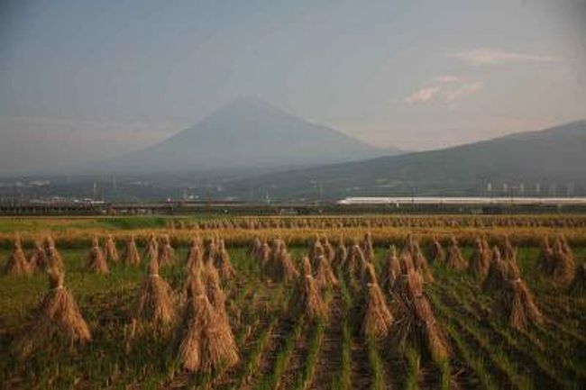暑かった夏もそろそろ秋に…。<br />富士山と新幹線の撮影ポイント、富士市中里周辺の田圃は、稲刈りが終わり稲が干されています。<br />そんな光景と富士山、新幹線をセットして撮ろうと出かけました。