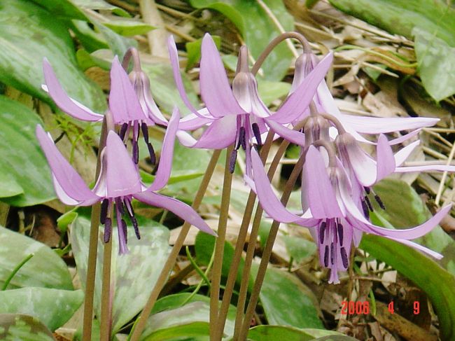 <br />前々から見たいと思っていたカタクリの花。<br /><br />兵庫県氷上町にかたくりの里と言う群生地があると知り<br />出かけてきました。