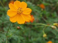 秋の始まり～日本昭和村～