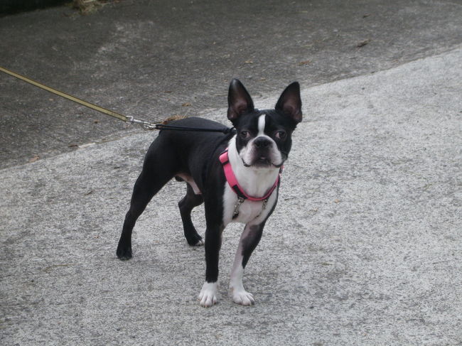 愛犬ジャンプと家族旅行で、熊本阿蘇の「花心」に行ってきました。<br />一戸建てタイプの宿で、各部屋にかけ流しの温泉風呂もあり。<br />何と言っても御飯がうまい。<br />とても癒された旅でした。<br />愛犬ジャンプにとっては不慣れな場所でストレスＵＰだったかな？<br />