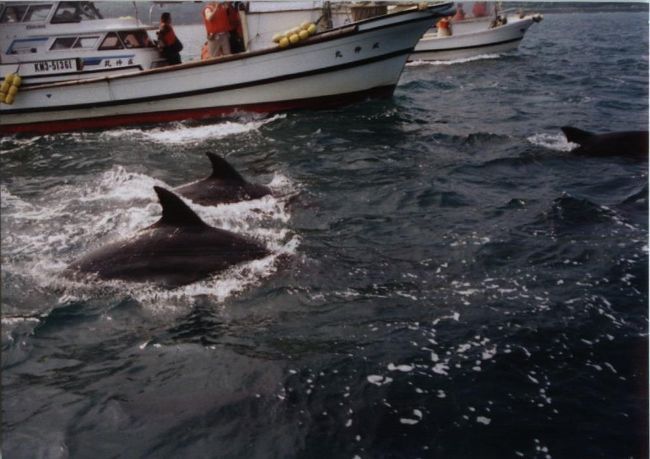 と、海を眺めカメラを構えますが、ベストショットはむずかしかった。この場所も離島シリーズですが、共通にいえることですが、交通機関が工夫したらもっとＰＲうまくしたら人気が出るのにと思いました。