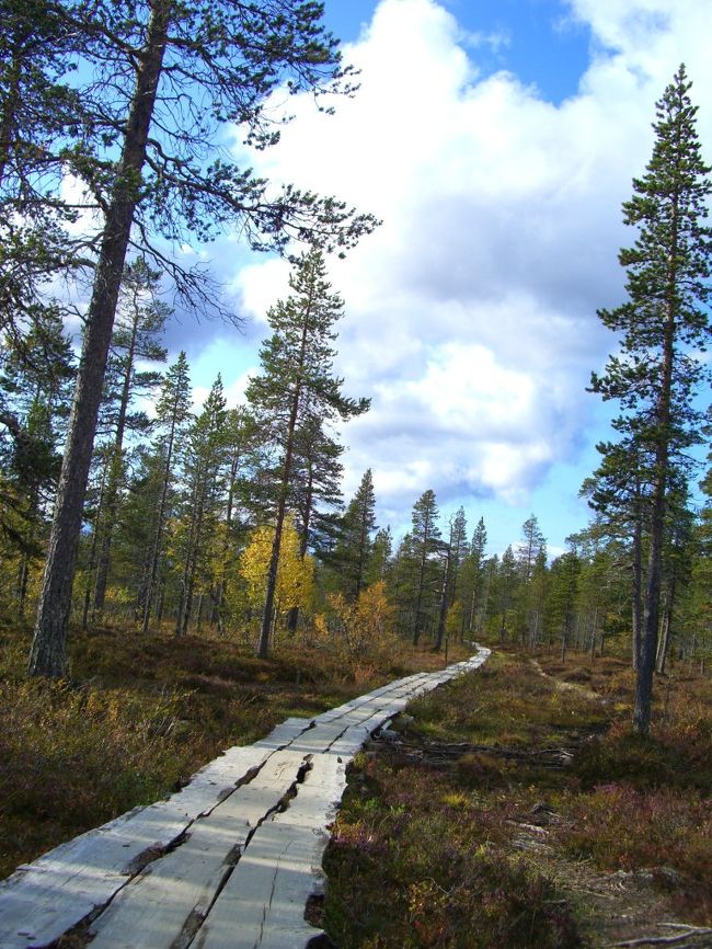 フィンランドに着いて、最初の目的地は、北極圏の入り口、ロヴァニエミから更に300キロ北にあるサーリセルカです。<br /><br />ここは、フィンランドで2番目に大きい『サーリセルカ ウルホ・ケッコネン国立公園』があります。<br /><br />フィンランド・ハイキング三昧の旅の始まりです。<br /><br />前の旅行記は、こちらです。<br />　　　　　↓<br />http://4travel.jp/traveler/ryo-syo-hrn/album/10275359/<br /><br />★★日程★★<br /><br />2008年9月5日(金) <br />　　14時30分 福岡発→16時55分 香港着(CX6701) <br />　　23時55分 香港発(CX251)→<br />9月6日(土) <br />　　5時45分　ﾛﾝﾄﾞﾝ着<br />　　10時20分 ﾛﾝﾄﾞﾝ発→15時15分 ﾍﾙｼﾝｷ着(AY832)<br />　　ﾍﾙｼﾝｷ→　　　夜行列車泊<br />◎9月7日(日) <br />　　ﾛｳﾞｧﾆｴﾐ→ｻｰﾘｾﾙｶ　　ｻｰﾘｾﾙｶ泊<br />◎9月8日(月) <br />　　ｻｰﾘｾﾙｶ→ﾛｳﾞｧﾆｴﾐ→　　夜行列車泊<br />9月9日(火) <br />　　ﾀﾝﾍﾟﾚ→ﾊﾒｰﾘﾝﾅ→ﾄｩﾙｸ→ﾀﾝﾍﾟﾚ　ﾀﾝﾍﾟﾚ泊<br />9月10日（水）<br />　　ﾀﾝﾍﾟﾚ→ﾖｴﾝｽｰ　ﾖｴﾝｽｰ泊<br />9月11日（木）<br />　　ﾖｴﾝｽｰ→ｺﾘ国立公園→ﾖｴﾝｽｰ→ﾍﾙｼﾝｷ　ﾍﾙｼﾝｷ泊<br />9月12日（金）<br />　　ﾍﾙｼﾝｷ→ｴｽﾄﾆｱ・ﾀﾘﾝ→ﾍﾙｼﾝｷ　ﾍﾙｼﾝｷ泊<br />9月13日（土）<br />　　ﾍﾙｼﾝｷ→ﾇｰｸｼｵ国立公園→ﾍﾙｼﾝｷ　ﾍﾙｼﾝｷ泊<br />9月14日（日）<br />　　7時45分 ﾍﾙｼﾝｷ発→9時00分 ﾛﾝﾄﾞﾝ着(BA831)<br />　　12時35分 ﾛﾝﾄﾞﾝ発(CX252)→<br />9月15日(月) <br />　　 7時10分 香港着<br />　　 8時55分 香港発→13時30分 福岡着(CX6700)<br />