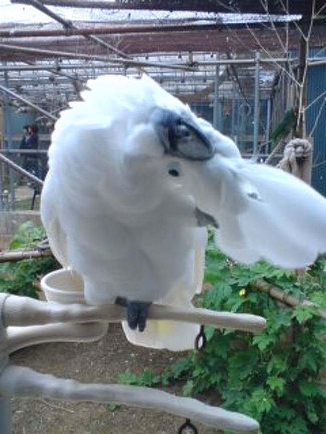 上総湊にあるTSUBASAのCAK限定開放に行きました。<br />TSUBASAは飼い主に見放された鳥を引き取り、幸せに暮らせるようにするボランティア組織で、CAKは引き取った鳥が暮らしている施設です。(CAKはコンパニオン・アニマル・キングダムの略とのことです)<br /><br />鳥たちのリハビリのお手伝いということなのですが、鳥好きの私はたくさんの鳥と会えることを楽しみに行きました。<br />(表紙の鳥さんはタイハクオウムさんです)<br /><br />