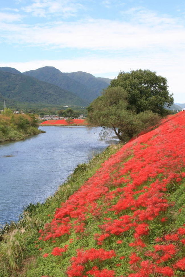 車で岐阜 海津市南濃町 津屋川堤に咲く彼岸花 安八 海津 岐阜県 の旅行記 ブログ By シベックさん フォートラベル
