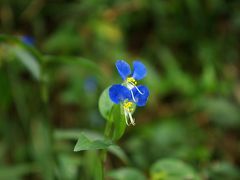 弘法山から丹沢湯彩ほたるへ　ミニハイク