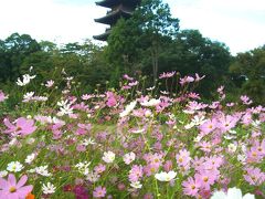 晴れの国　岡山（吉備路の秋：備中国分寺）