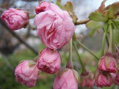 平日休み、お花見しました。