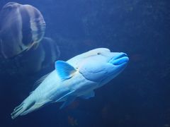 ジンベイザメとマンタに魅せられた美ら海水族館