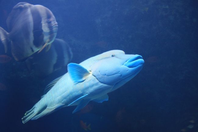 ジンベイザメとマンタに魅せられた美ら海水族館