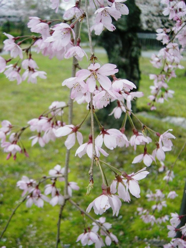 <br />ぼちぼち開花し始めた桜を訪ね京都市内を散策して来ました！ <br /><br />今日のコースはＪＲ京都駅→渉成園（枳穀邸）→京都御苑→平野神社です。<br /><br />?では京都駅から徒歩１０分のところにある渉成園枳穀邸（しょうせいえんきこくてい）を紹介します。<br /> <br />朝晴れていたのでいそいそと出掛けたのですが、京都駅に着くころには薄曇りになっていて空が白く、桜が綺麗に撮れなかったのがちょっと残念でしたが、可憐に咲く桜を見て春を実感出来ました♪