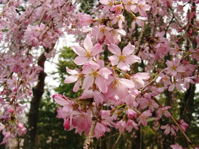 <br />ぼちぼち開花し始めた桜を訪ね京都市内を散策して来ました！<br /><br />今日のコースはＪＲ京都駅→渉成園（枳穀邸）→京都御苑→平野神社です。<br /><br />?ではいろいろな桜が植えられている京都御苑と魁桜で有名な平野神社を紹介します。