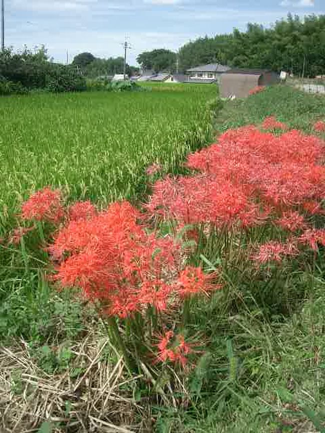 山の辺の道の中ほどは、すばらしい田園地帯です。むかし懐かしい日本の風景を彼岸花が飾っていました。