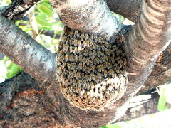 ニホンミツバチの分蜂蜂球（ぶんぽうほうきゅう） ２００８．１０．０２ 今日の富士山