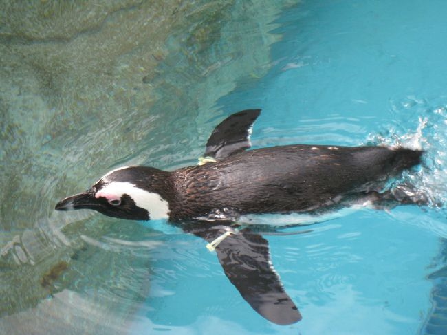 友達と甥っ子(7歳)と長崎ペンギン水族館に行きました。<br />甥っ子を喜ばせるつもりが、ペンギンを見たとたん、自分が<br />夢中になってしまいました!(^^)!<br /><br /><br />ここには世界で18種類いるペンギンのうち8種類144羽の<br />ペンギンがいるそうです。<br /><br />ペンギンに触ることもでき、貴重な体験でした☆☆<br />