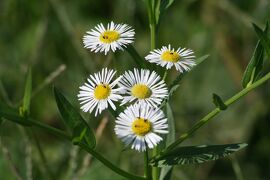 2008秋、天白川の小さい秋(1/4)：野菊、露草、アベリア、柿の実