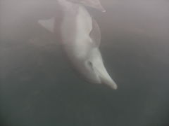 能登島で野生のミナミバンドウイルカの親子に会う