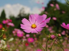 秋桜を満喫しに...里山の秋