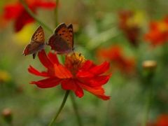 京都府立植物園へ　コスモスと戯れて～