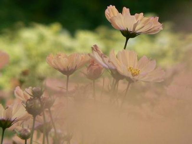 春のチューリップと秋のコスモスは昭和記念公園のメインテーマ。<br />４１種類４１１万本という規模は横綱級です。<br />何度も通うのが恒例。今年は３回行きました。<br /><br />去年はコスモスの丘が最高の出来、西花畑の遅咲きが壊滅的でした。<br />なので、リベンジの意味で今年は遅咲き狙い。<br />ところが東花畑に白一面のコスモス畑が出現という番狂わせがありました。<br />いろいろなコスモスの花修景を見せてくれるところが昭和記念公園の良さですね。<br /><br />今年のコスモスは作風を変えてみました。<br />普通に撮った絵もありますが、毎年同じではつまらないので撮り方を工夫しました。<br /><br />え？あまり変わってない？(^^;