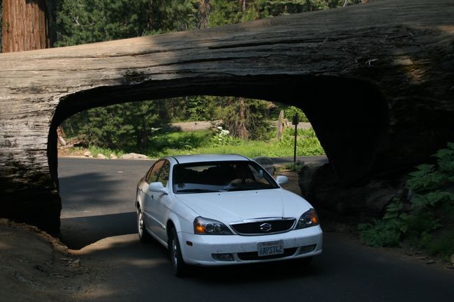 立ったままの木をくり抜き、自動車がその中を通過している写真は見たことがあると思います。しかしその木は倒れてしまい、現在自動車が通過できません。倒れた木にトンネルを掘り、自動車が通過できるところがあります。トンネル・ログ「Tunnel Log」セコイア国立公園「Sequoia National Park」にあります。